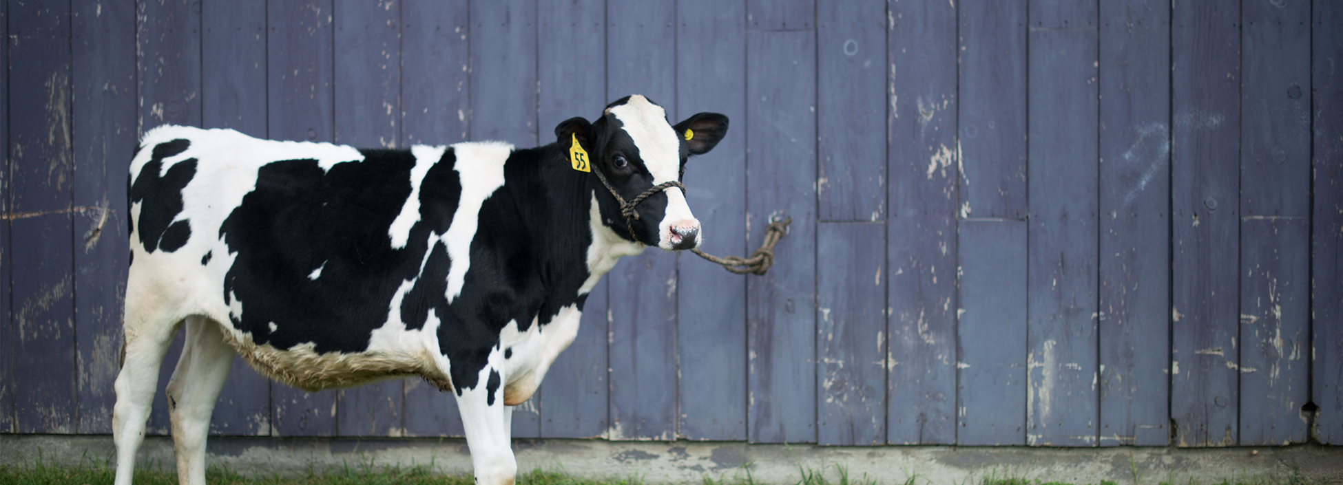 A cow stands in front of a Vermont Technical College barn