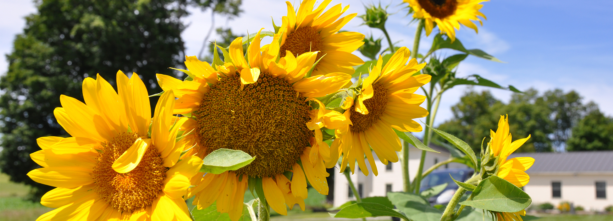 Sunflower grown by Vermont Tech's Ag Institute