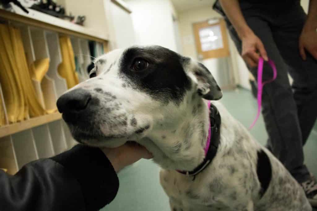 Sweet black and white dog with a long snout in the veterinary technology program, Randolph Center campus