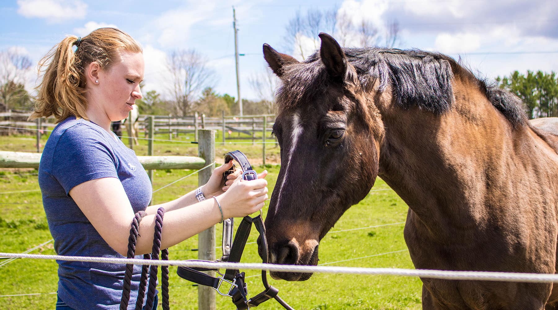 Horse bows his  head for female student can put on his lead, hands on