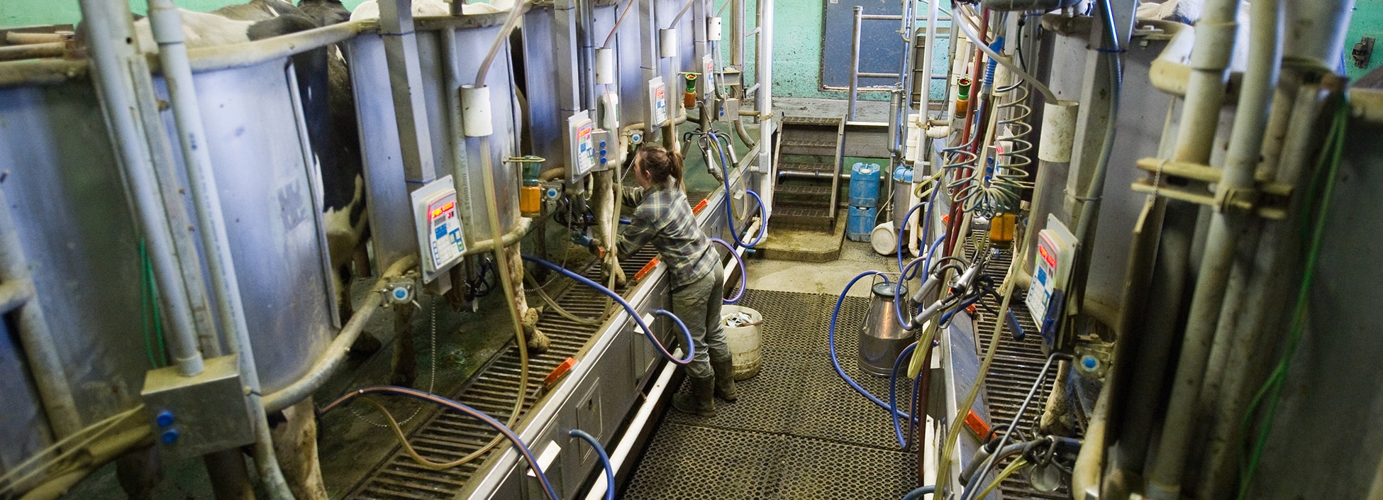 Vermont Tech dairy program milking equipment, VTC farm, agriculture, student workers, hands on