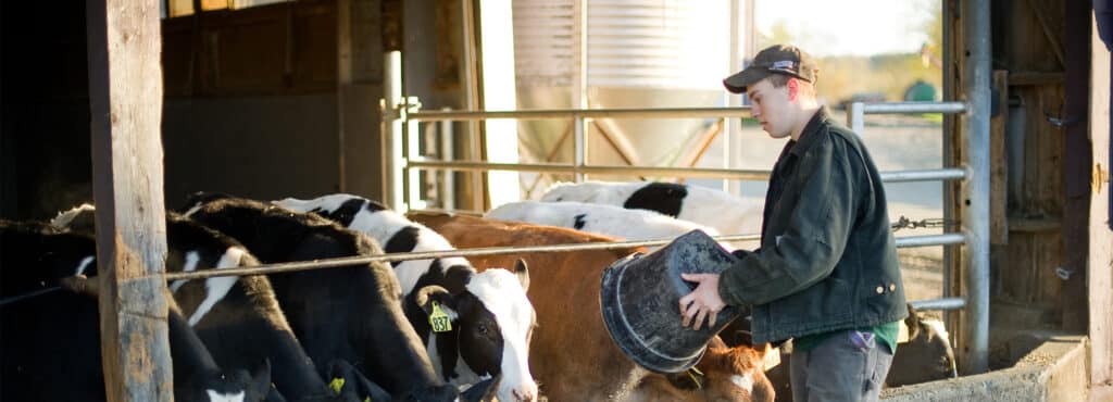 An Agribusiness Management student feeds the cows at the Vermont Tech Dairy Barn, hands on, agriculture