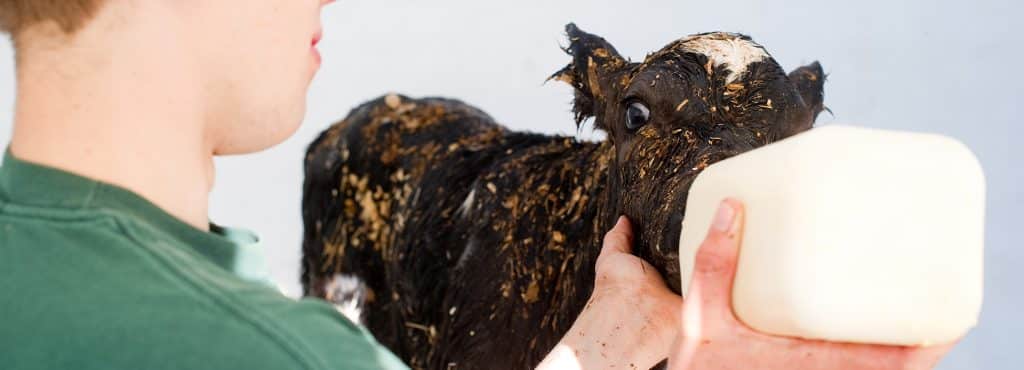 A dairy cow drinks milk from a bottle, calf, hands on, agriculture, Randolph Center campus