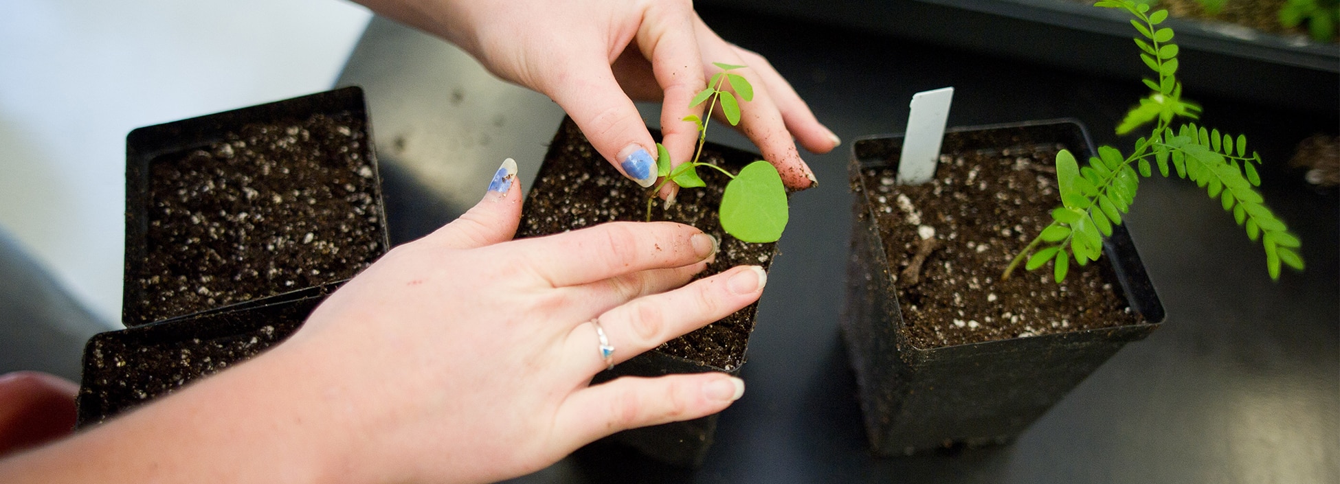 A student plants a seedling ensuring proper drainage in soil is imperative to plant survival, hands on, lab, Randolph Center campus