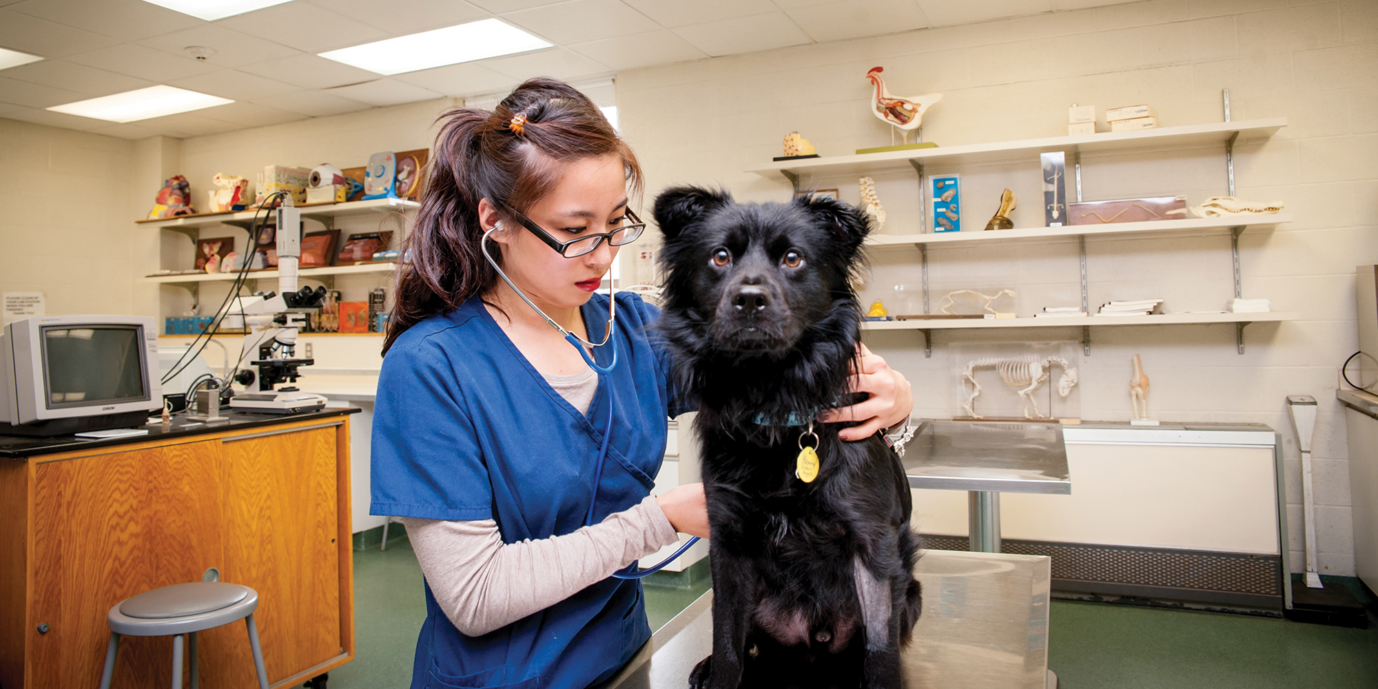 Jenny Yang, vet tech student, works with black dog on table in laboratory, Randolph Center campus