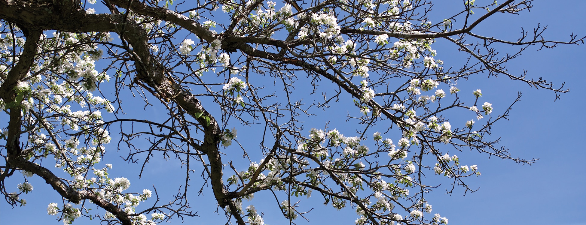 White spring flowers on a Vermont Tech apple tree