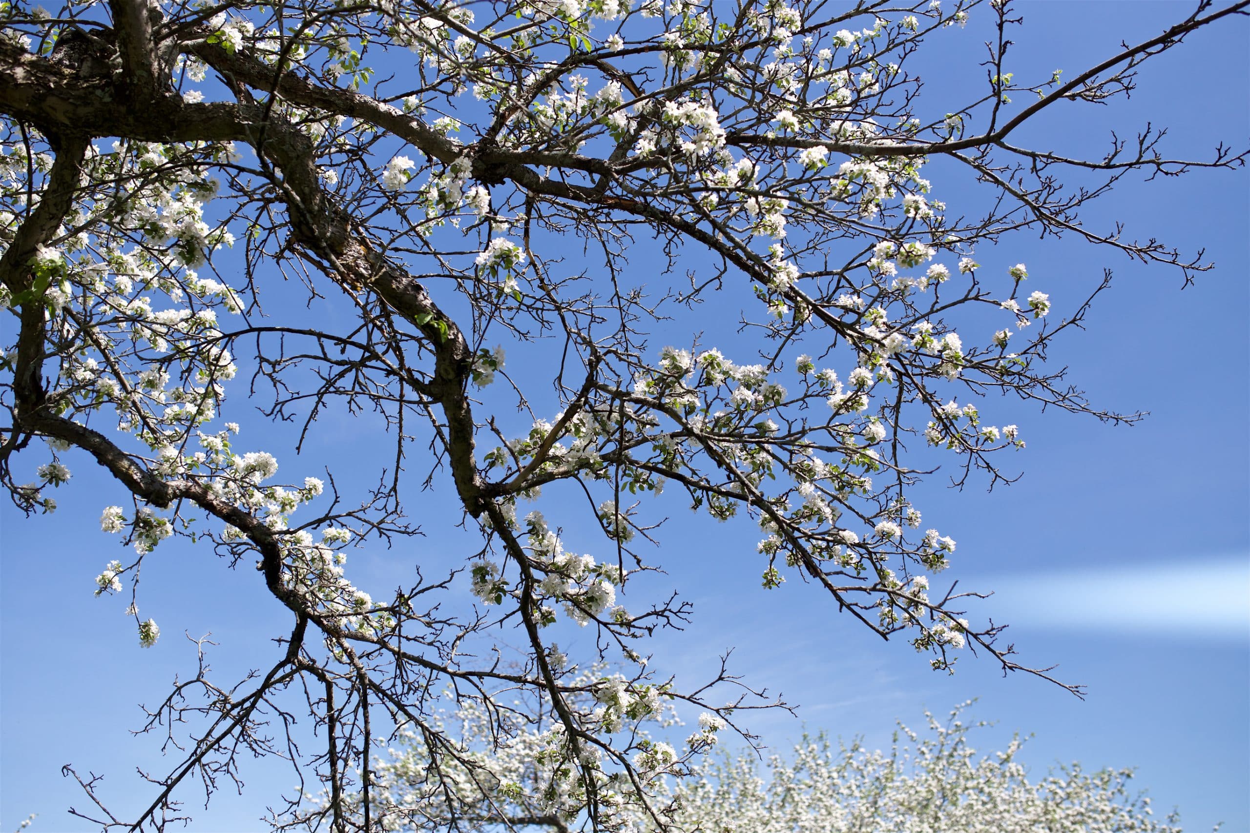 Spring flowers on a Vermont Tech apple tree