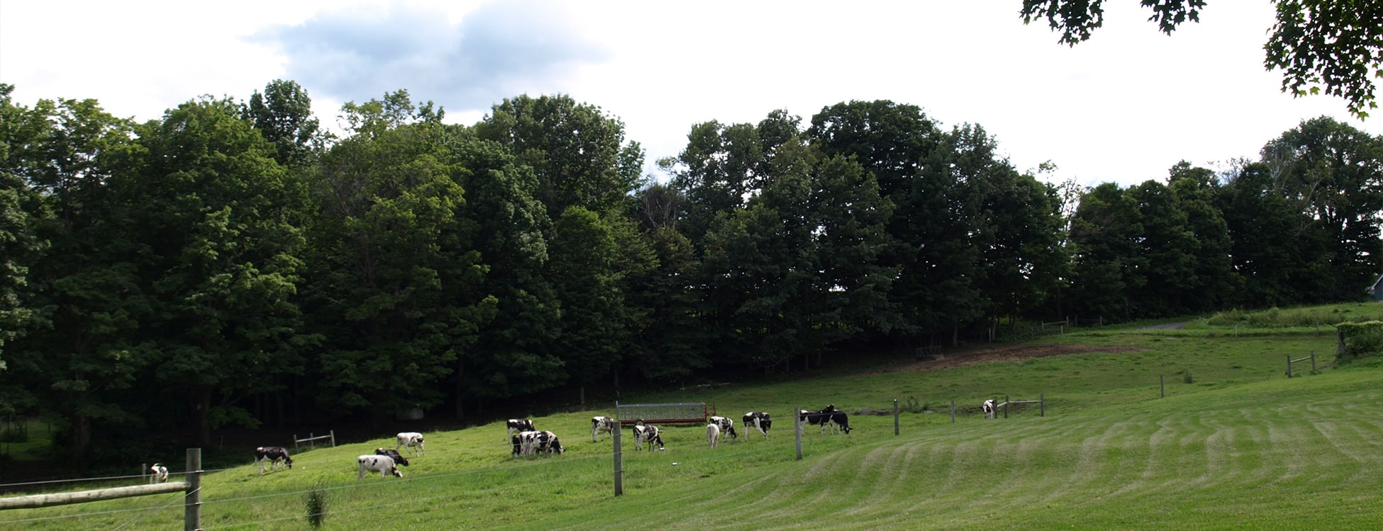 Vermont agriculture, cows, Randolph Center campus