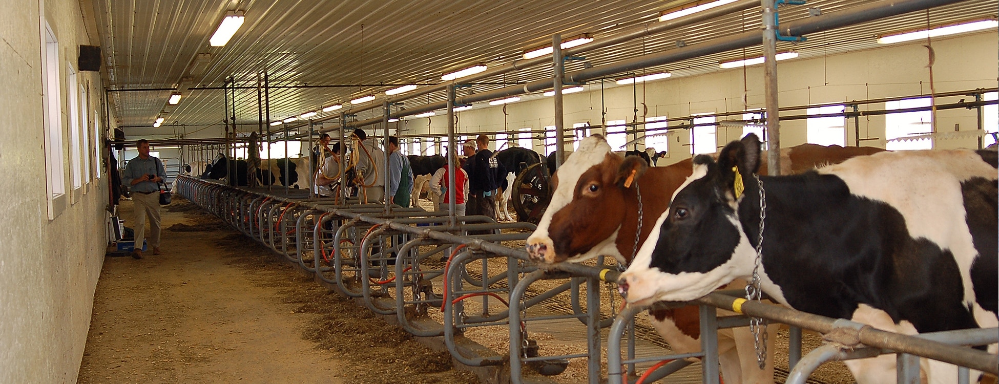 Cows in a barn