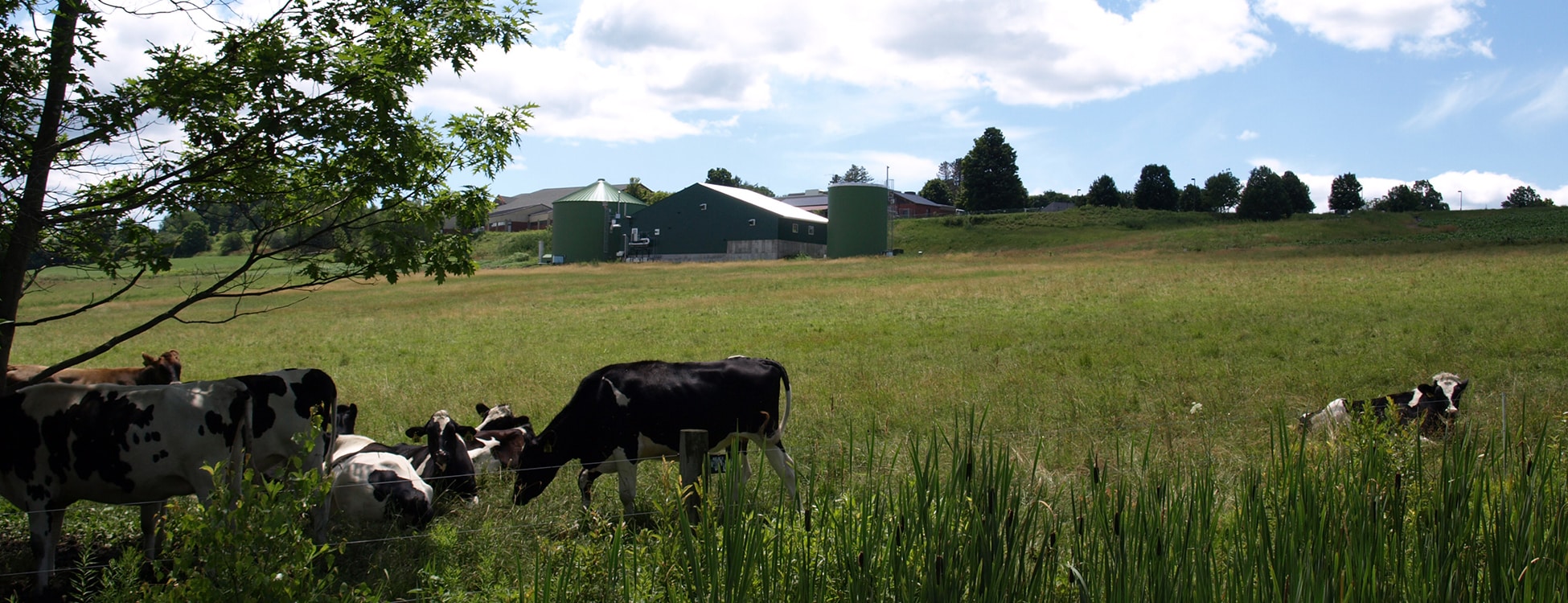 Cow, field, sunshine, mountain