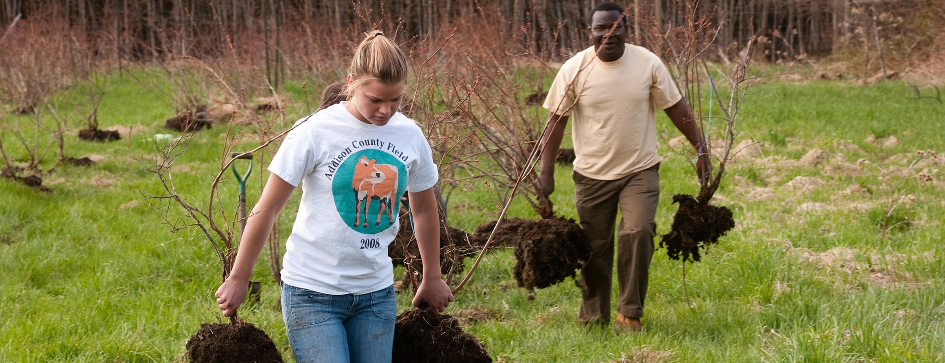 Planting blueberry bushes, diversity, outside