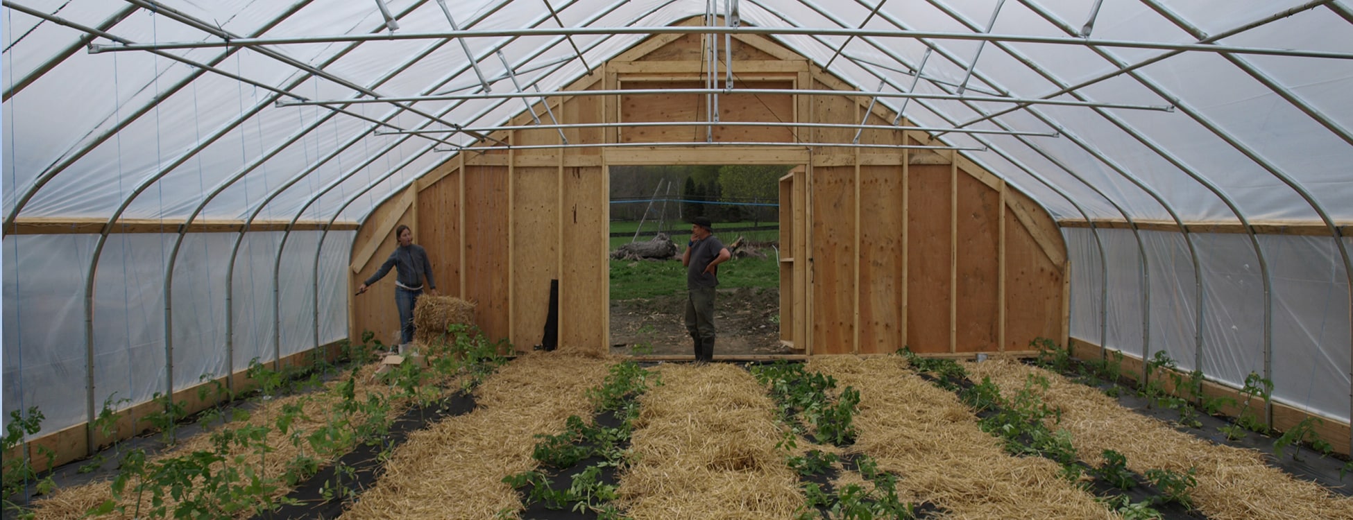 Greenhouse, plants