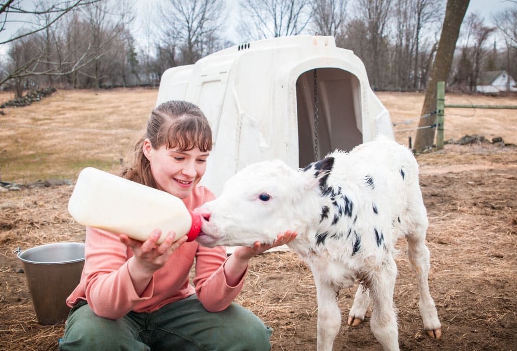 female student, bottle feeding calf, dairy farming, agriculture