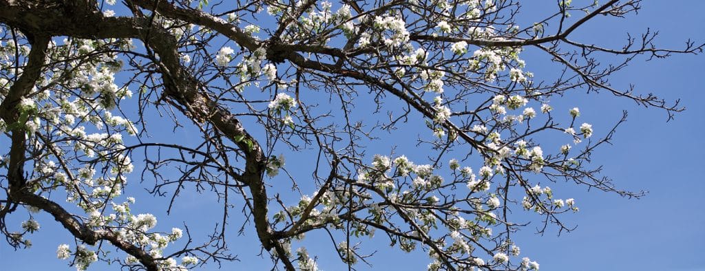 Apple Tree, flowers, spring, Randolph Center campus.