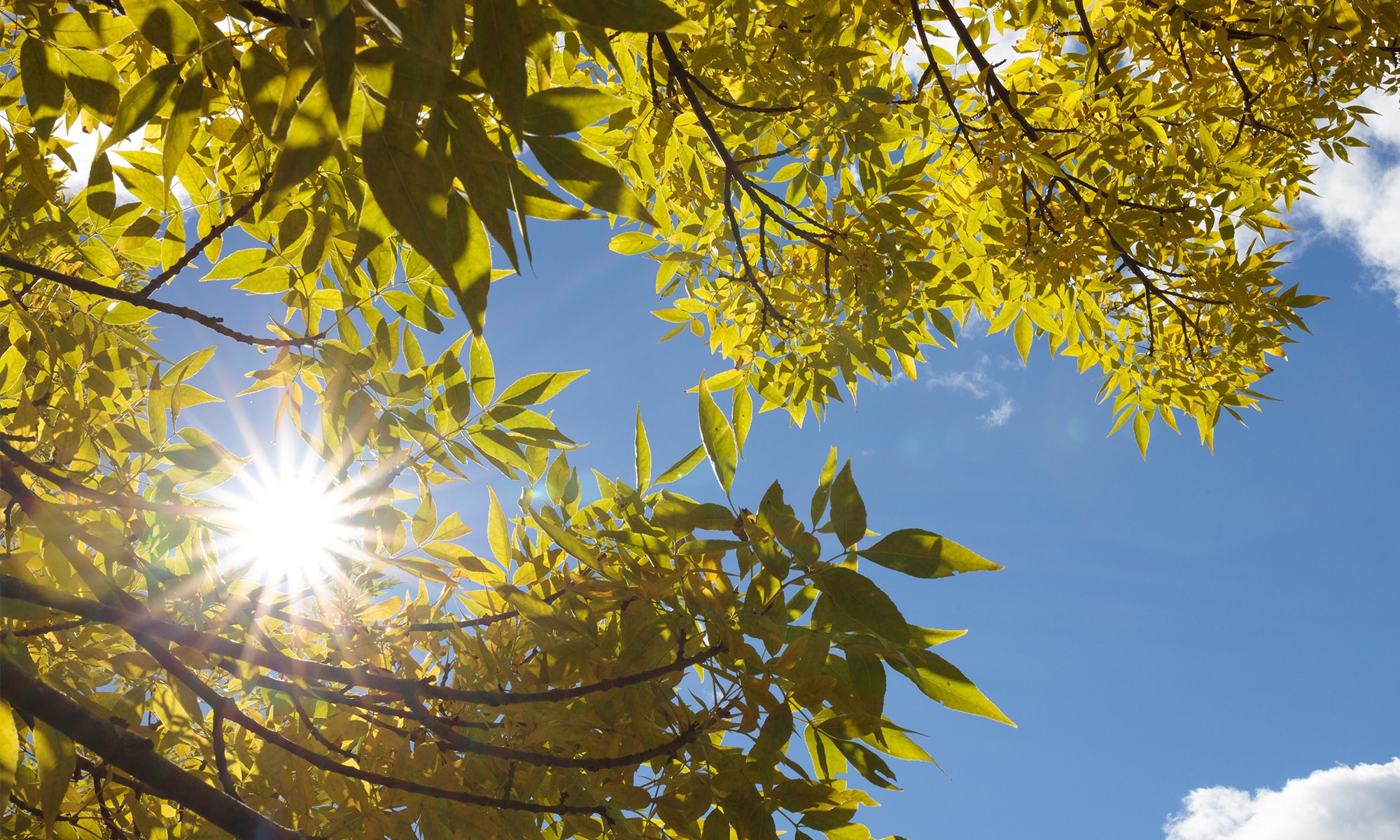 blue skies, new leaves, sun