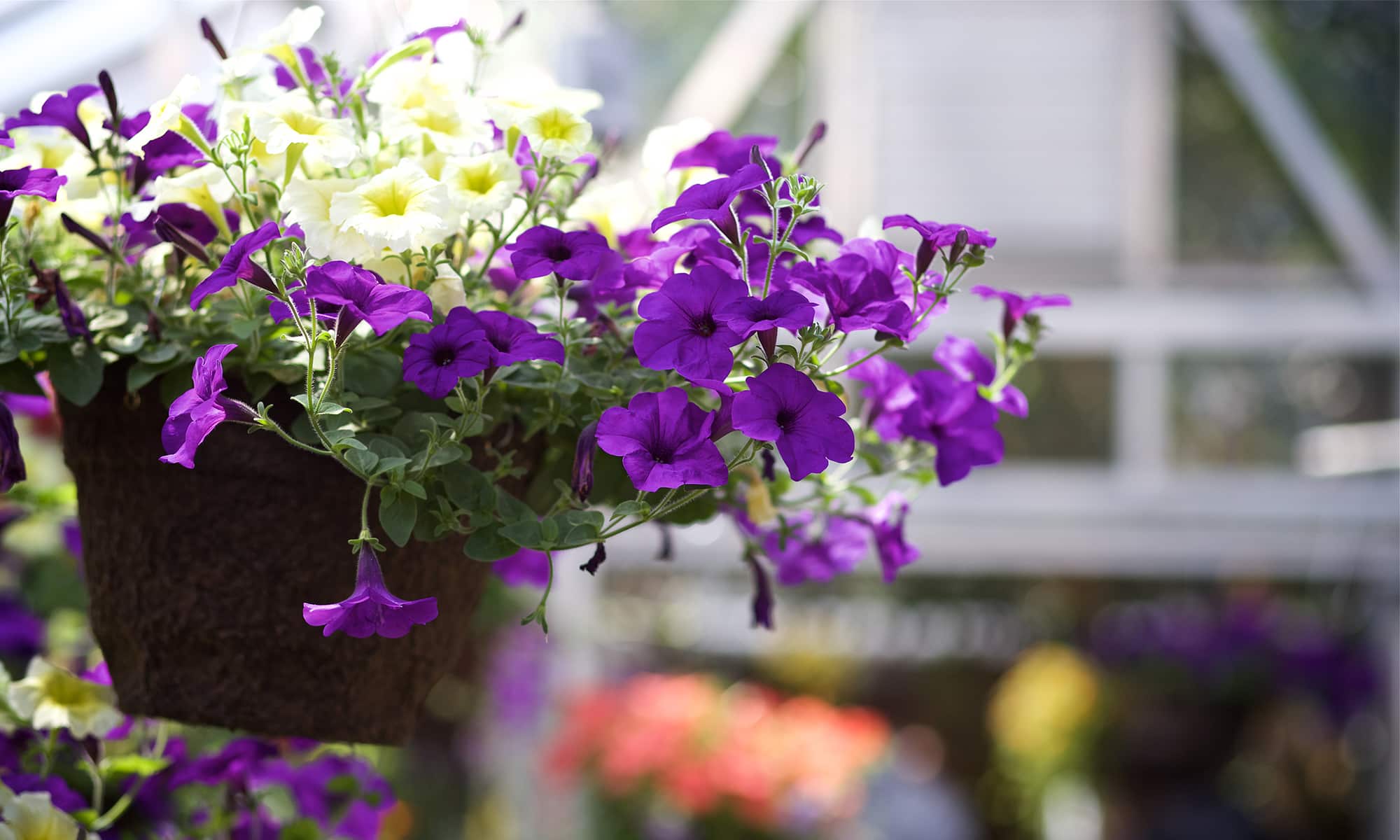 flowers, spring, greenhouse, landscape