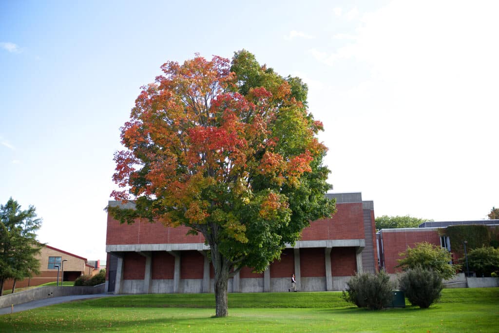 Colorful fall tree, autumn, Randolph Center campus