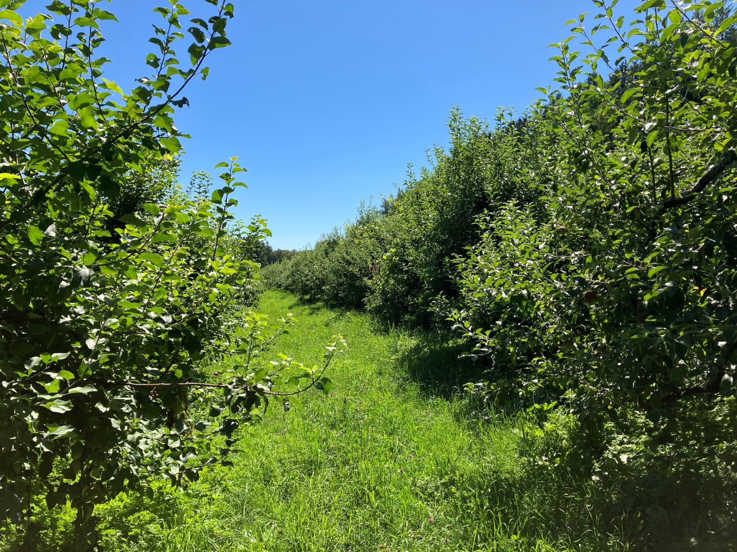 A lush green apple orchard.