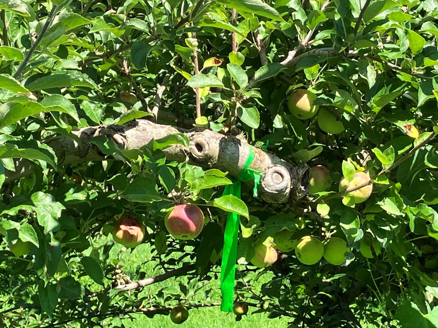 A branch of an apple tree covered in apples.